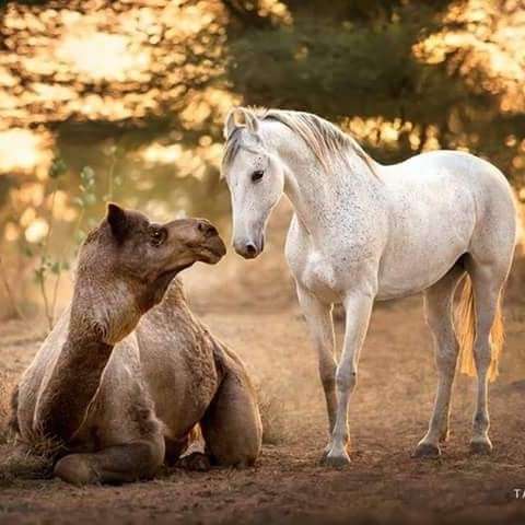 Lạc đà, Ngựa