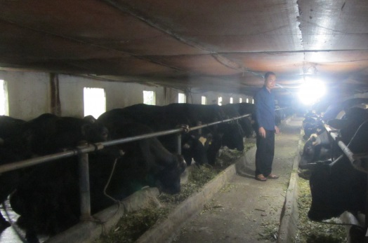 Chuyển trại lợn sang nuôi bò 3B