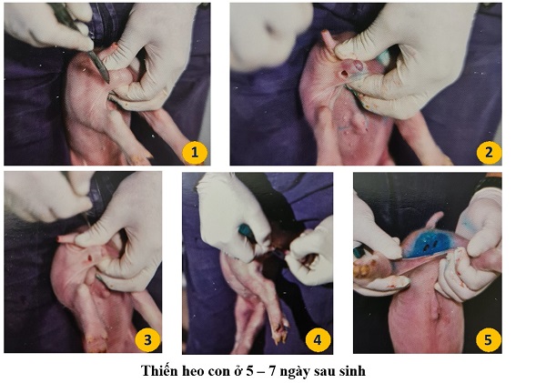 nhachannuoi-vn-thien-heo-con-1