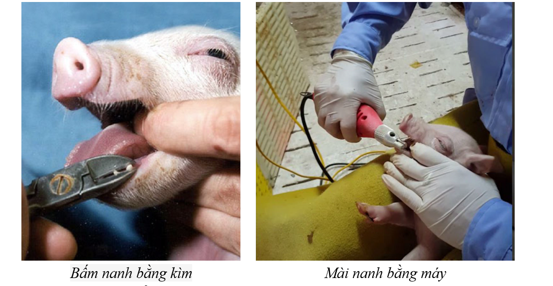 nhachannuoi-vn-thien-heo-con-2