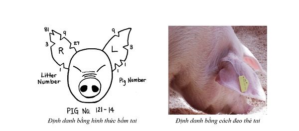 nhachannuoi-vn-thien-heo-con-5